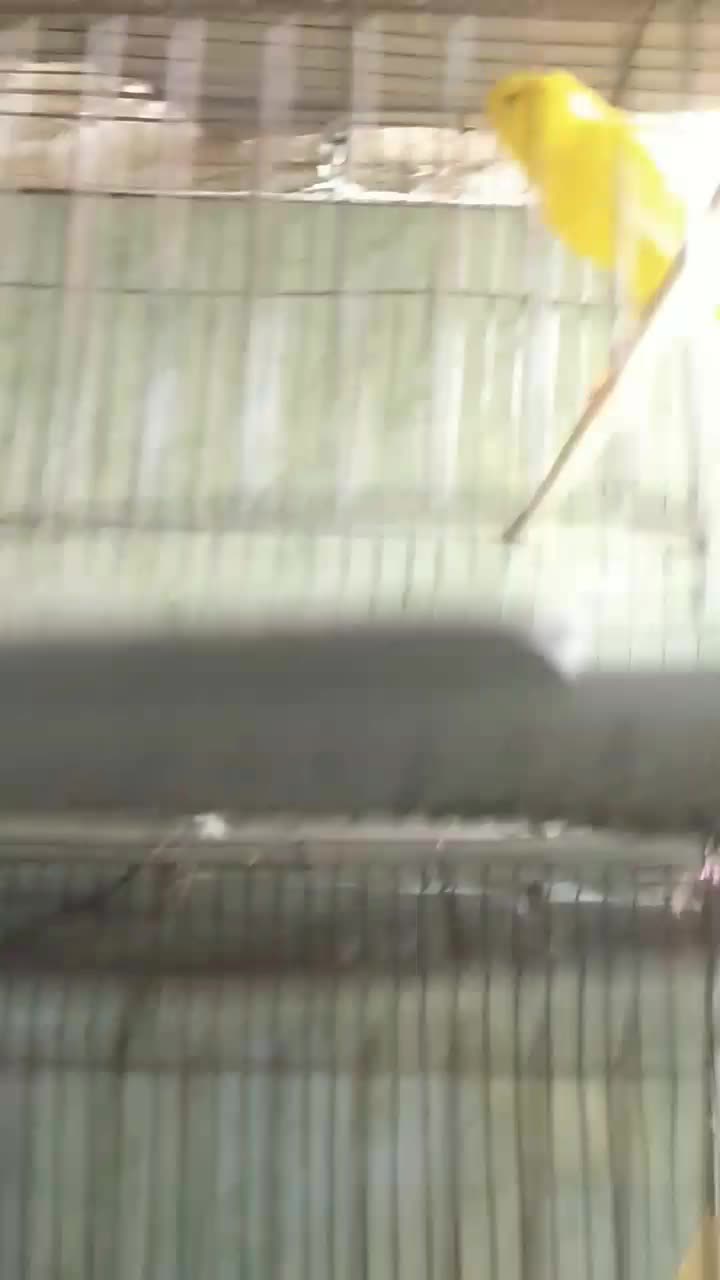 قناری رسمی بلند نر|پرنده|رامهرمز, |دیوار