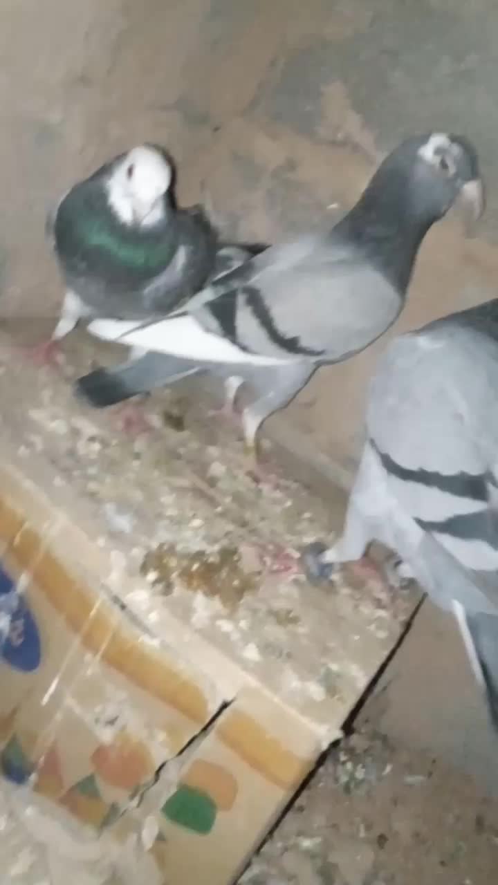 کفتر سبز نر|پرنده|قائن, |دیوار