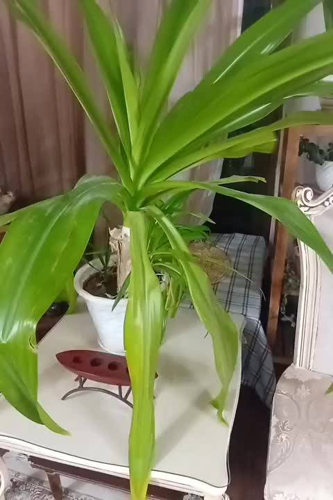 گل وگیاه|گل و گیاه طبیعی|اصفهان, مهرآباد|دیوار