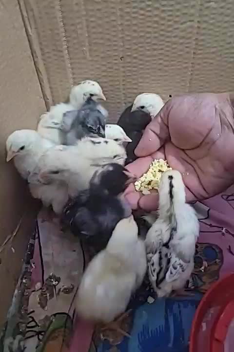 جوجه لاری اصل|حیوانات مزرعه|شیراز, کرونی(خاتونک)|دیوار