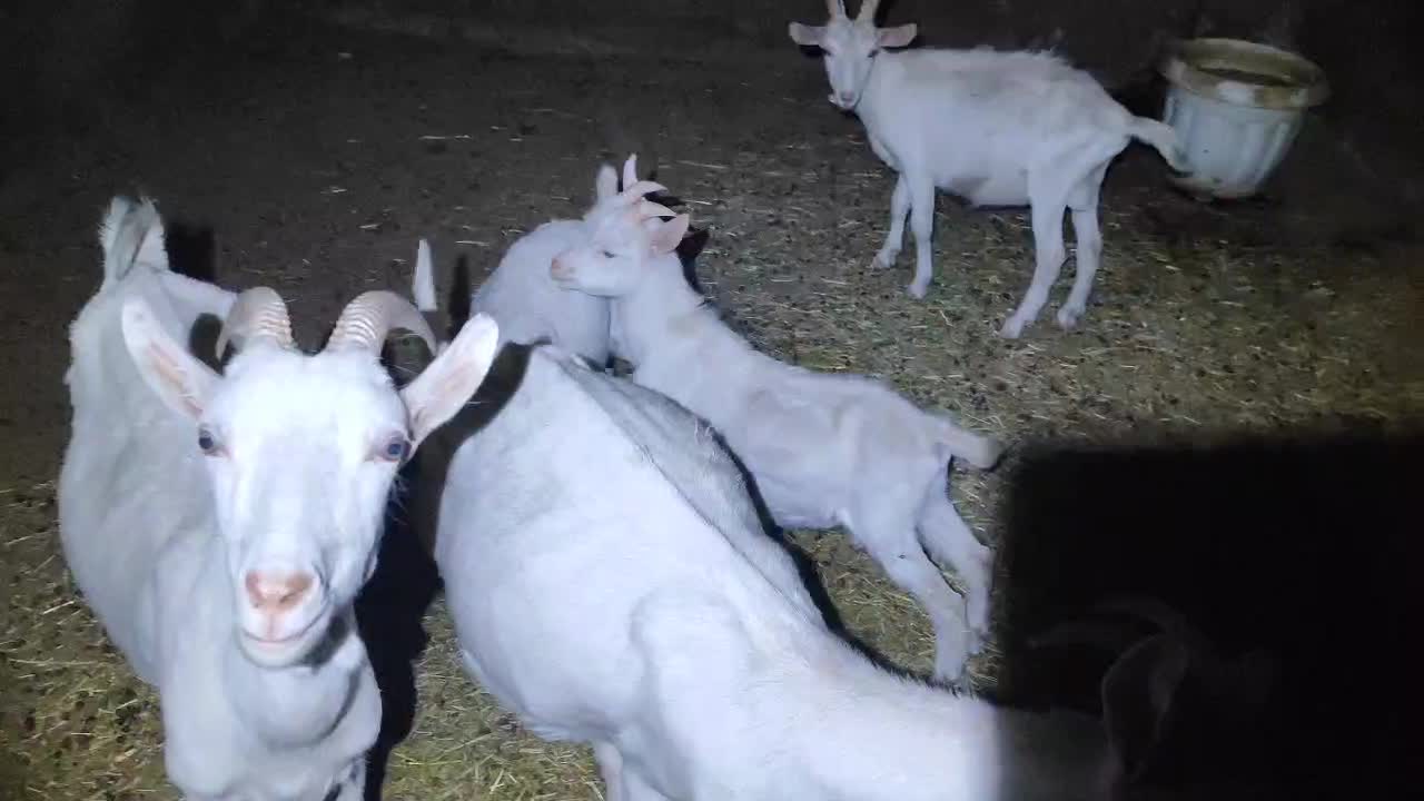 بز و بز غاله نژاد اصلی س ا ن ن|حیوانات مزرعه|بروجرد, |دیوار