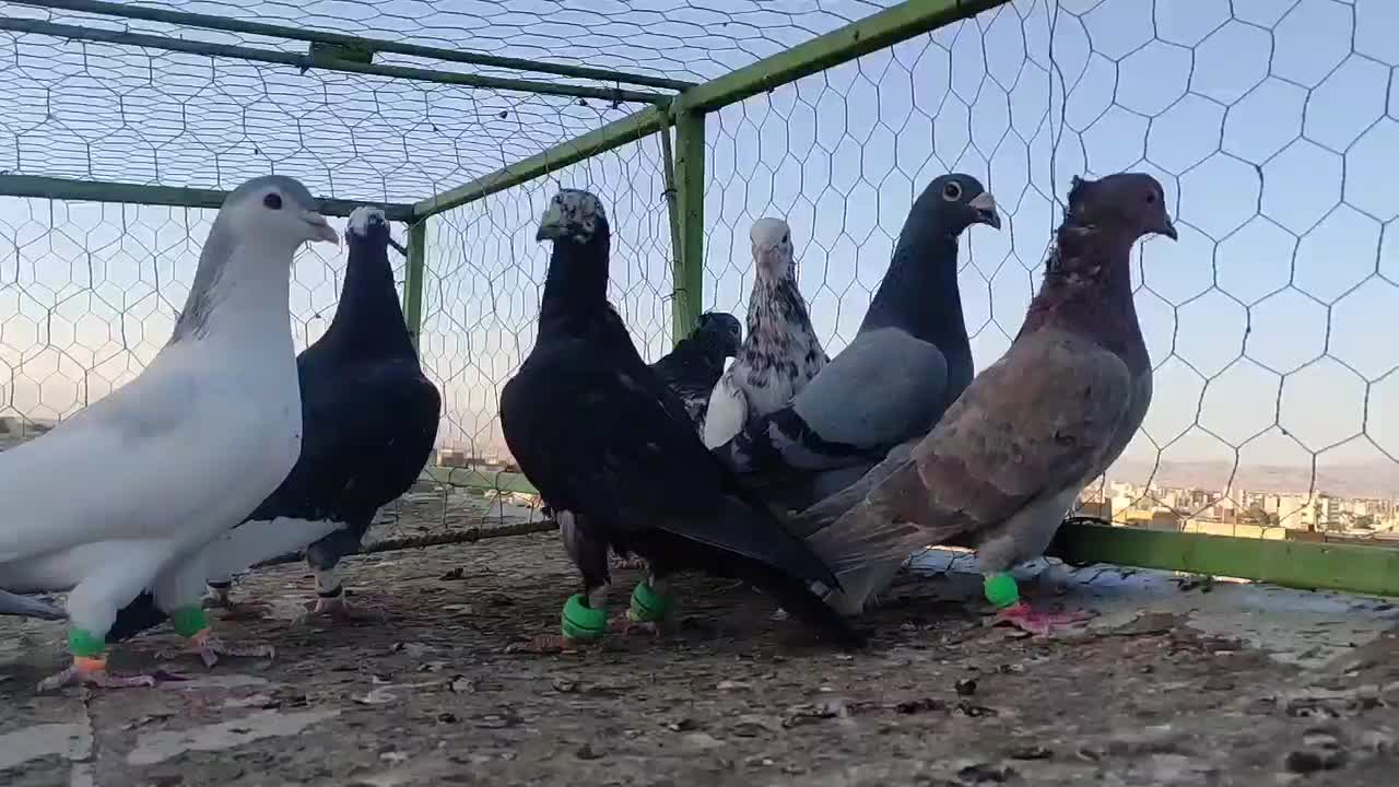 کبوتر بوم|پرنده|تربتحیدریه, پیشکوه|دیوار