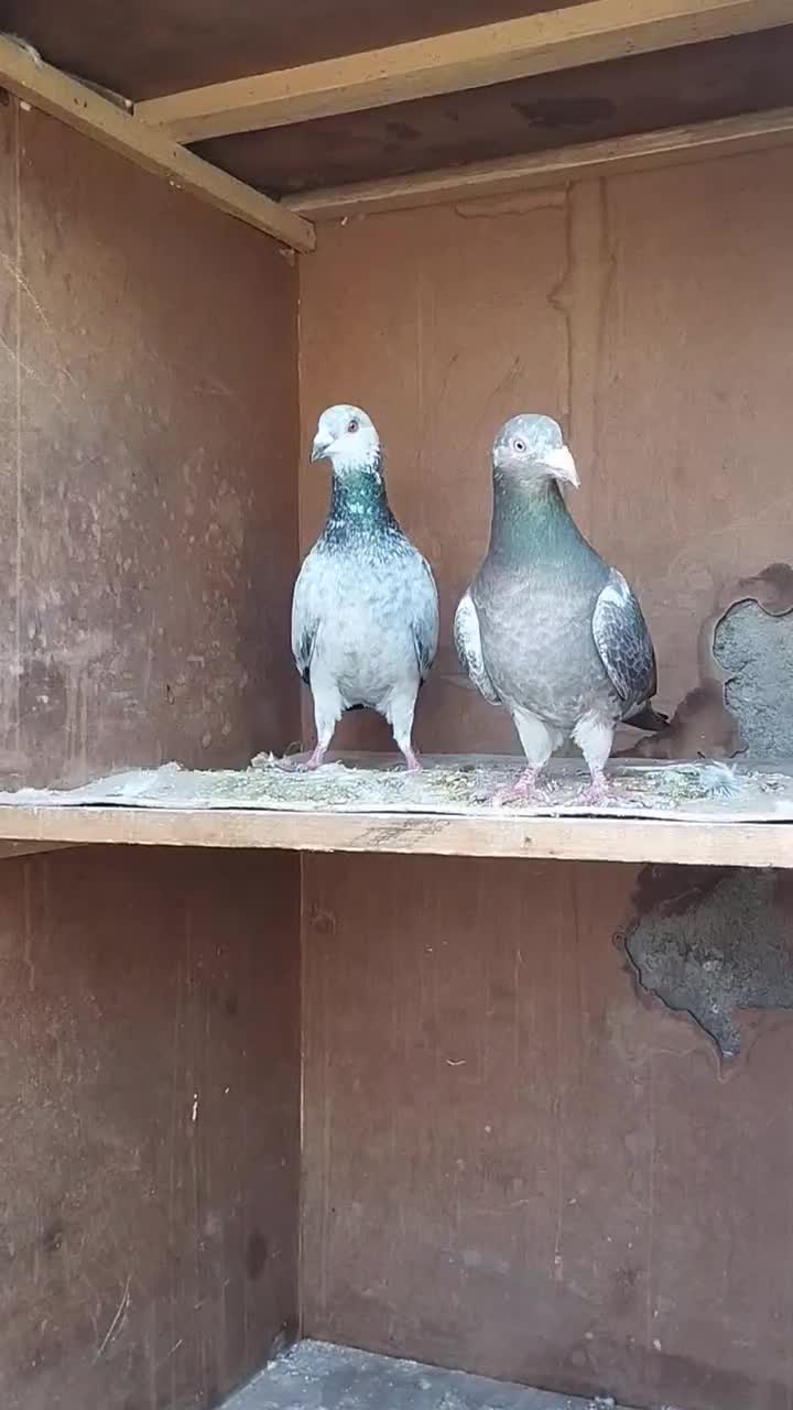 کفتر|پرنده|سبزوار, هویزه|دیوار