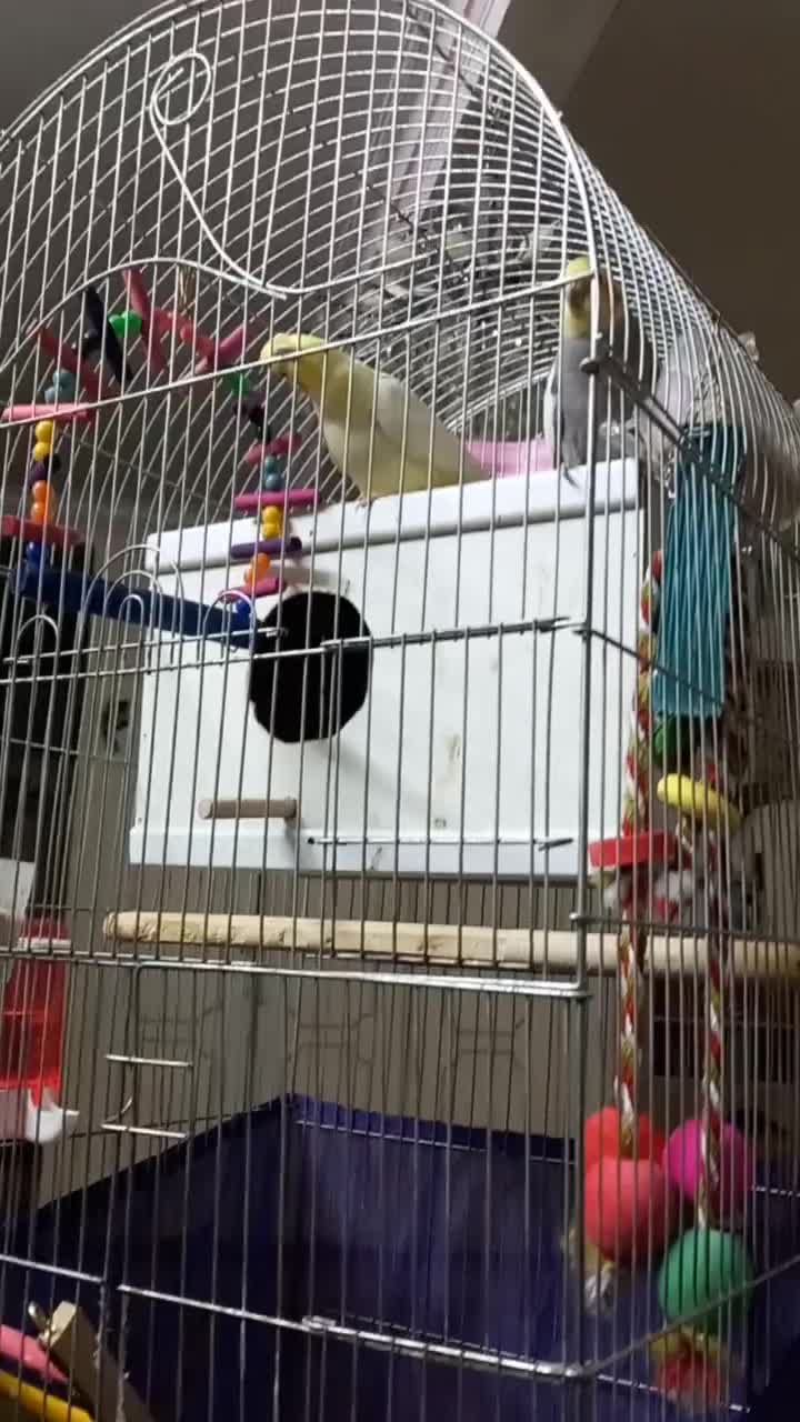 عروس هلندی سخنگو|پرنده|اسلامشهر, شهرک مهدیه|دیوار