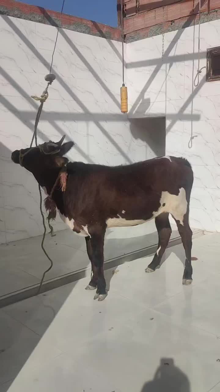 کله پاچه چربی جگر|خوردنی و آشامیدنی|بجنورد, |دیوار