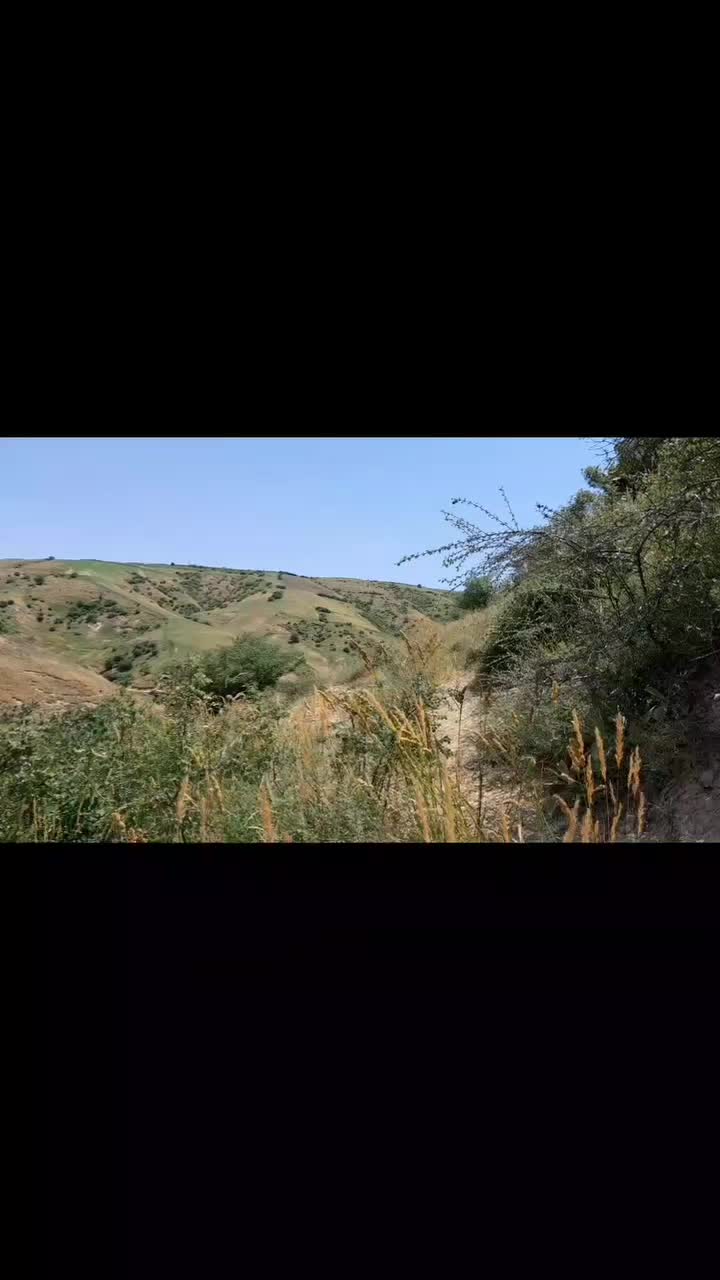 عسل|خوردنی و آشامیدنی|خلجستان, |دیوار