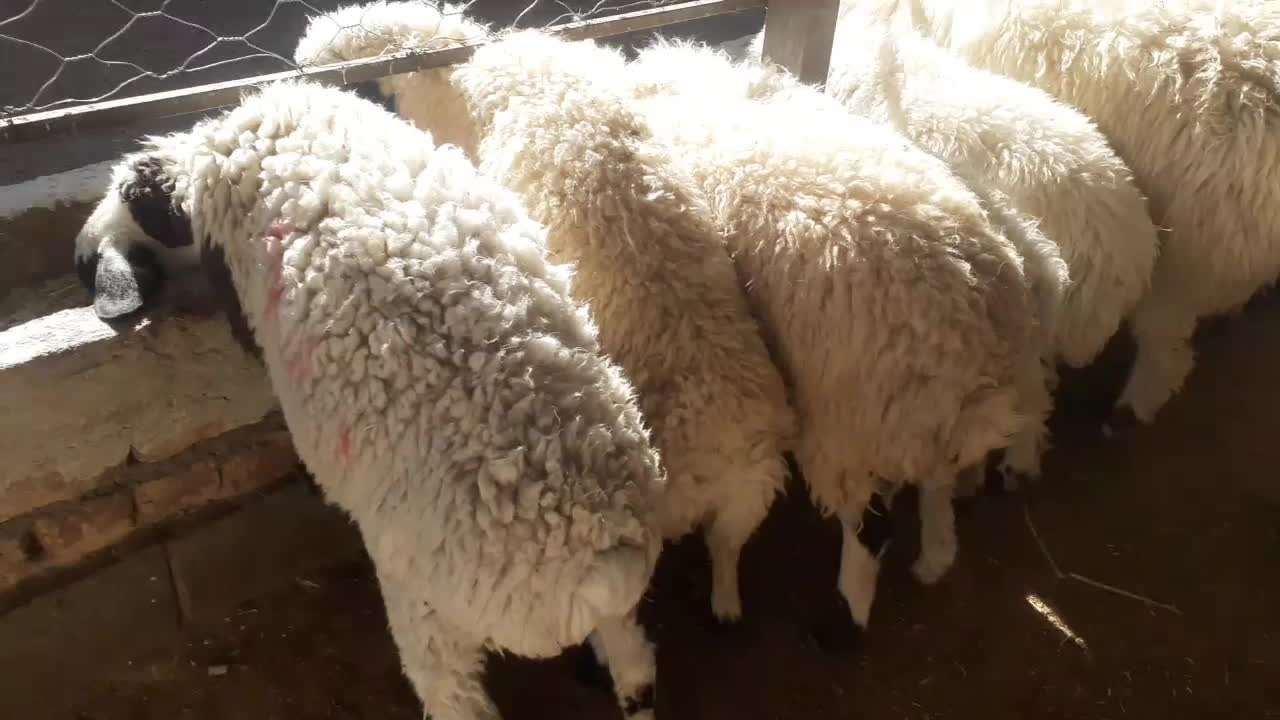 شیشک چینی و بره ماده سبک بزغاله بره چاق ۴میش تخم|حیوانات مزرعه|سده (خراسان جنوبی), |دیوار