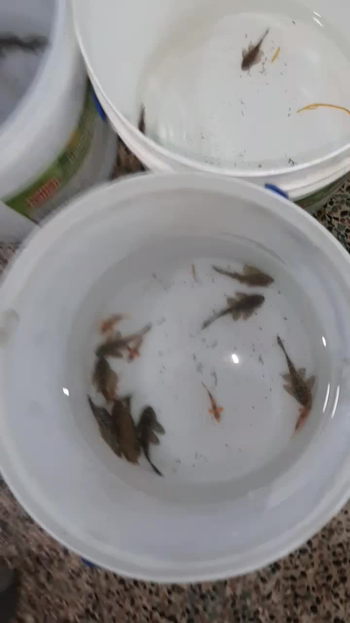 ماهی نظافتچی لجن خوار لوچ کفخوار / آکواریوم سانفیش|ماهی|زنجان, |دیوار