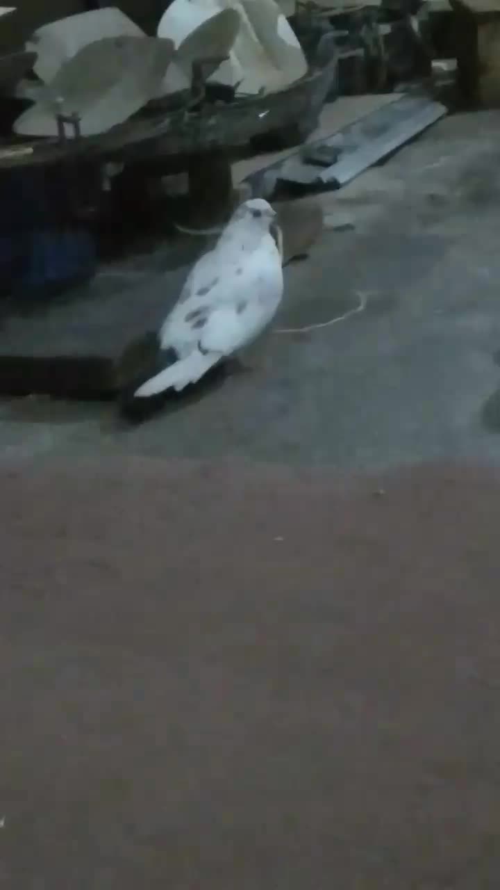 کبوتر|پرنده|شفت, |دیوار