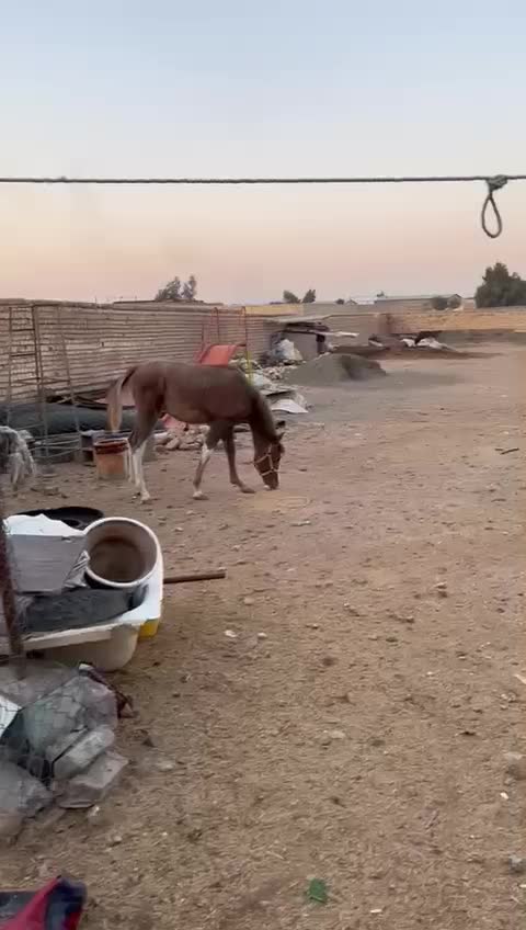 اسب|اسب و تجهیزات اسب‌سواری|قم, قلعه صدری|دیوار