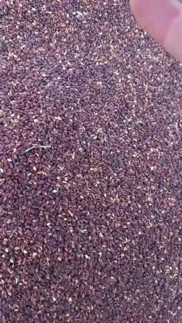 کنجد|خوردنی و آشامیدنی|بندرعباس, |دیوار