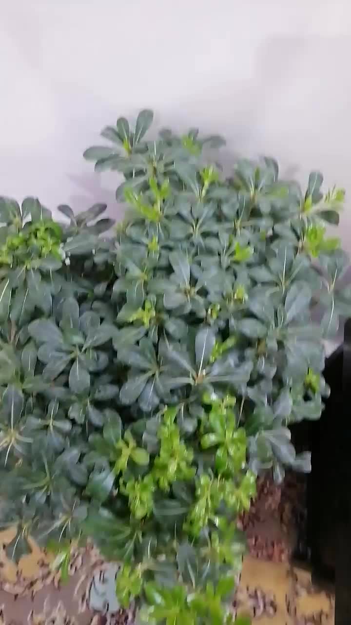 بونسای میخک|گل و گیاه طبیعی|مشهد, کوی دروی|دیوار