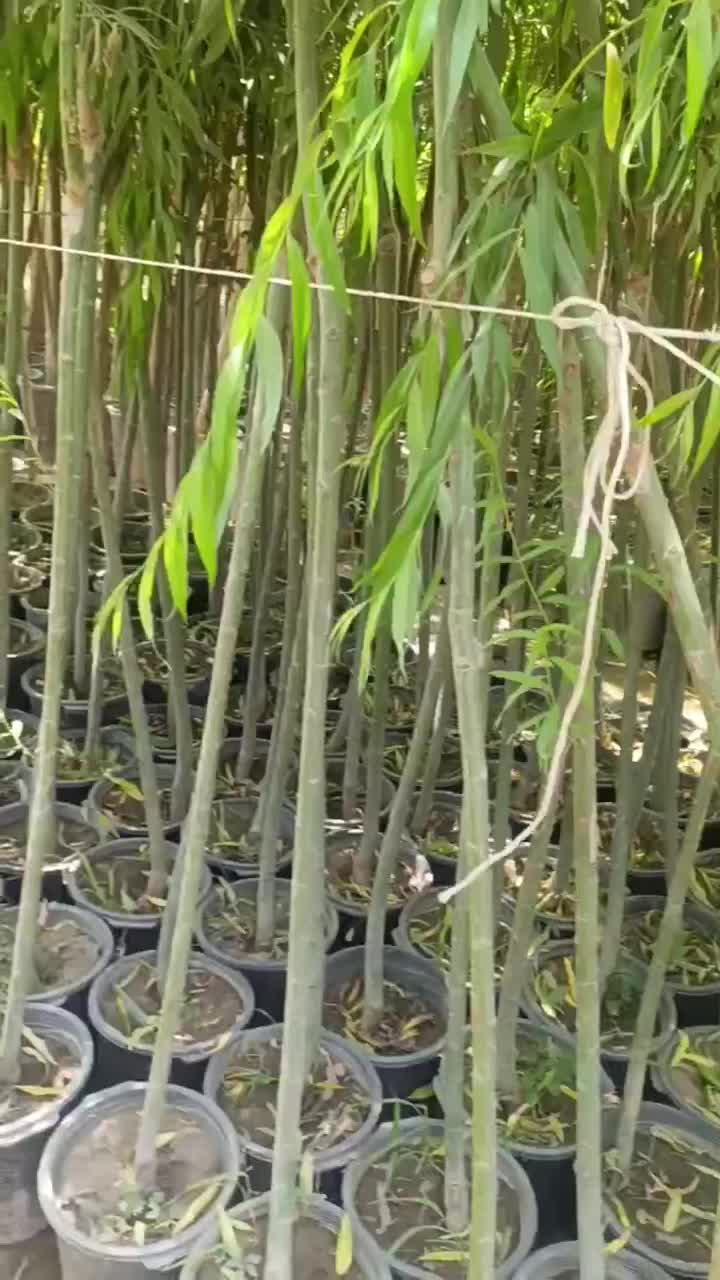 نهال دورنگ مجنون چتری ارقام بید گلدانی برای محیط|خدمات باغبانی و درختکاری|سنندج, |دیوار