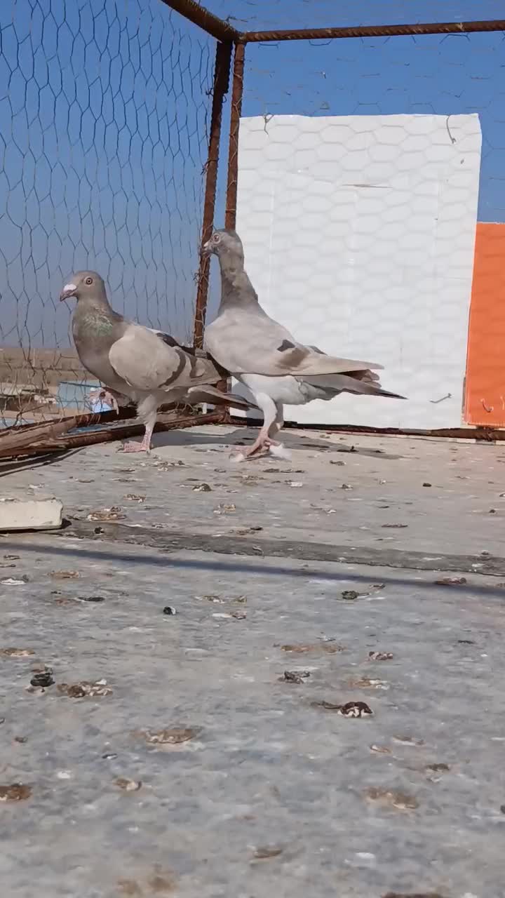 سلام دوتا گاغذی ماده خطی پنج|پرنده|دشتابی, |دیوار