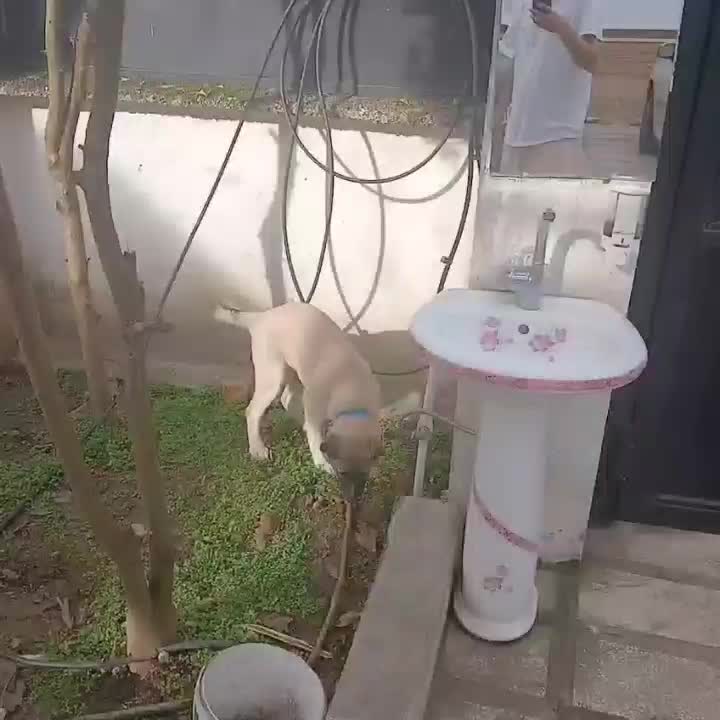 توله سگ سرابی اصیل|سگ|نوشهر, |دیوار