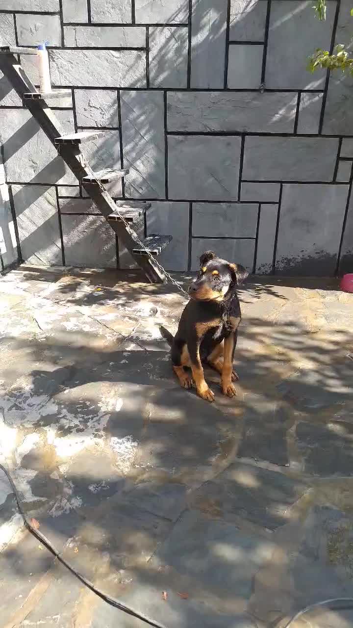 سگ روتوایلر نر|سگ|شمشک, |دیوار