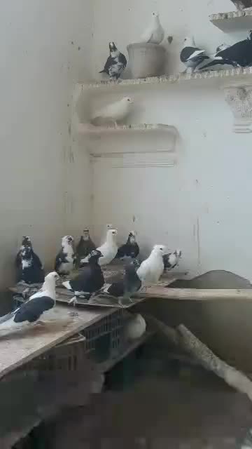 فروشی چش سفید کاکلی با14 عدد شامی سینه فر|پرنده|نقده, |دیوار