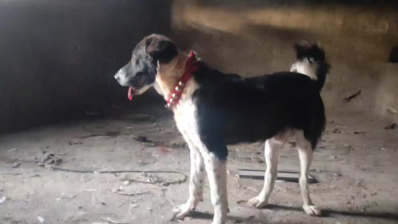 توله|سگ|سامان, |دیوار