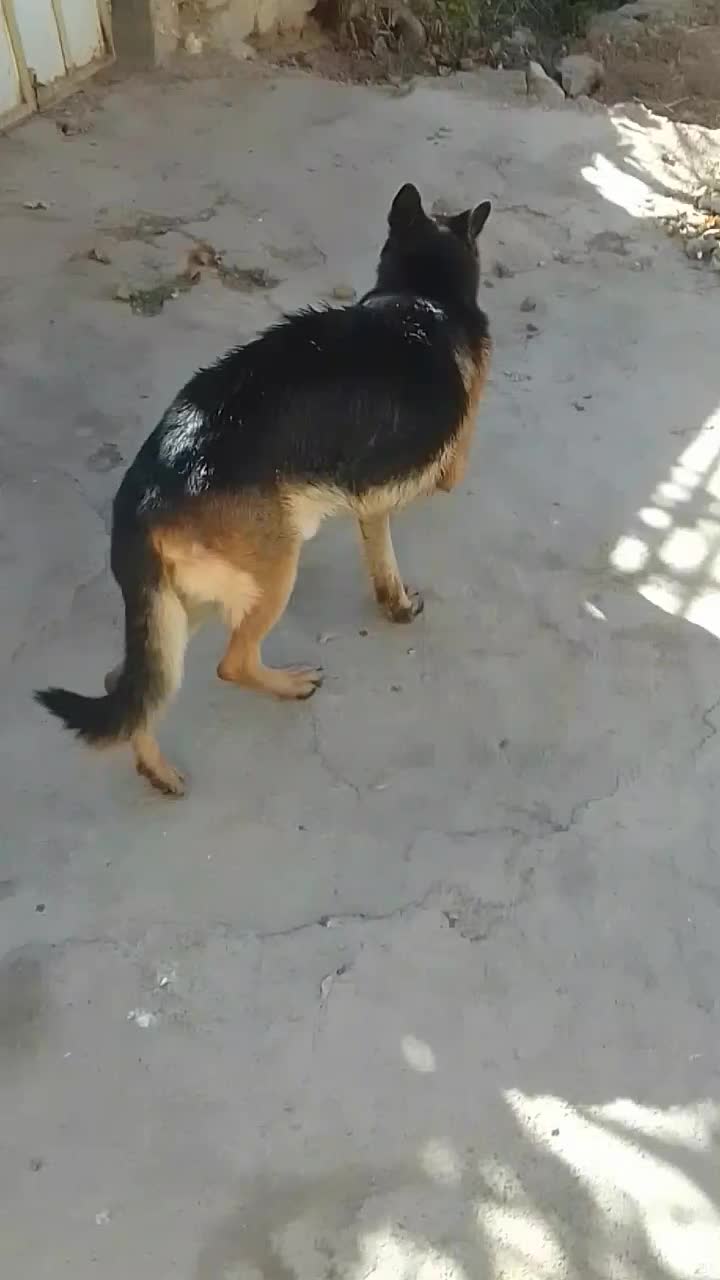 سگ ژرمن اصل|سگ|اراک, |دیوار