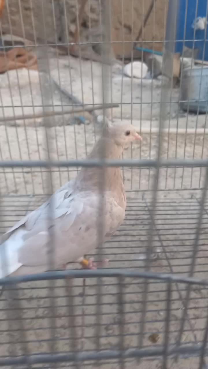 دم سفید|پرنده|مسجد سلیمان, |دیوار