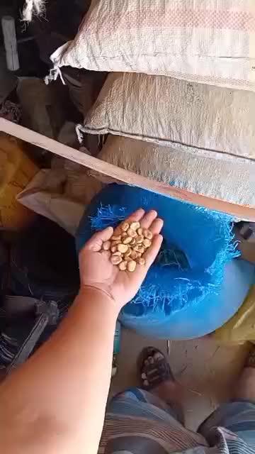 باقله شاخ بزی درجه یک|خوردنی و آشامیدنی|چگنی, |دیوار