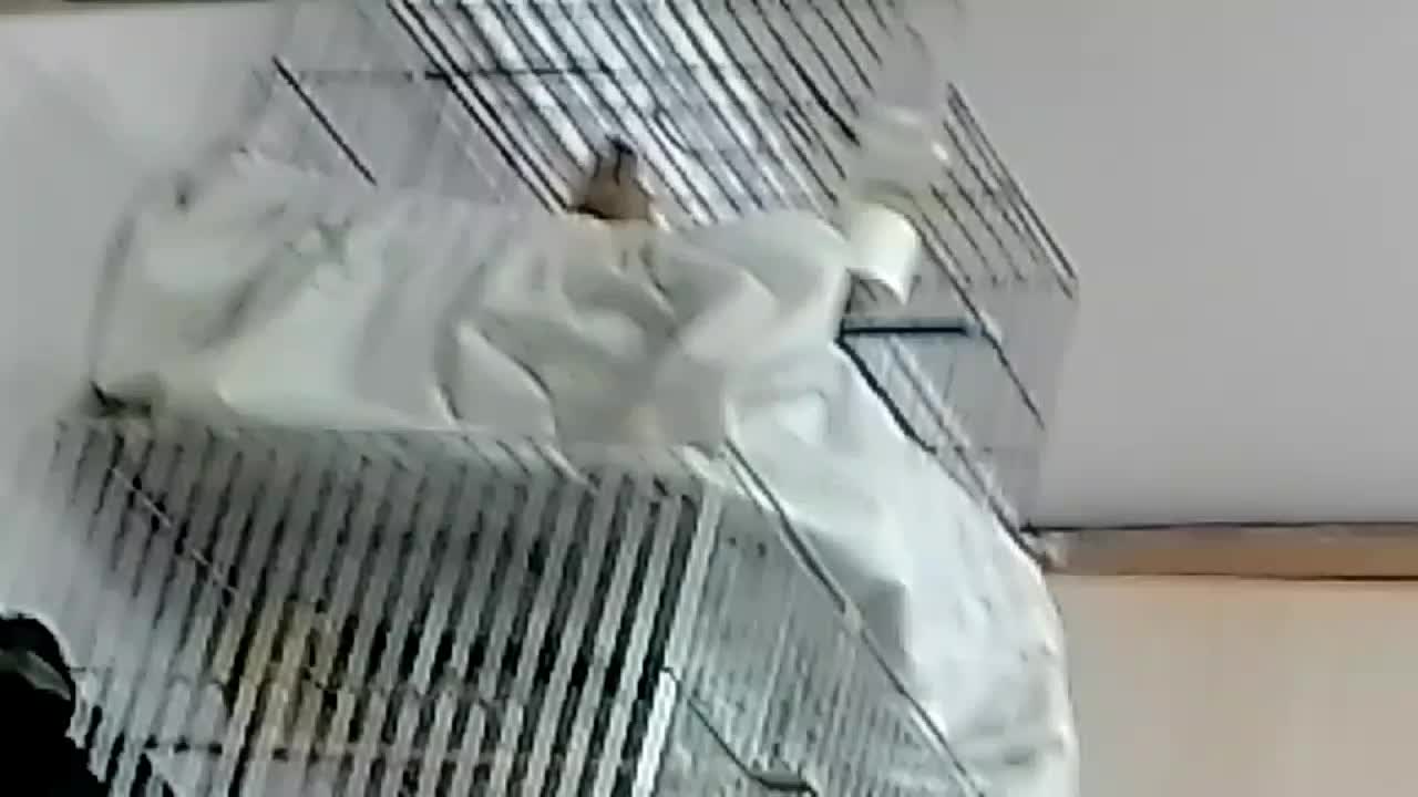 قناری سوخته|پرنده|تبریز, |دیوار