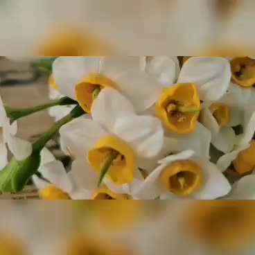 گل مصنوعی نو، نرگس 7 گل و شیپوری، بشکل کاملا طبیعی|گل مصنوعی|تهران, اوقاف|دیوار