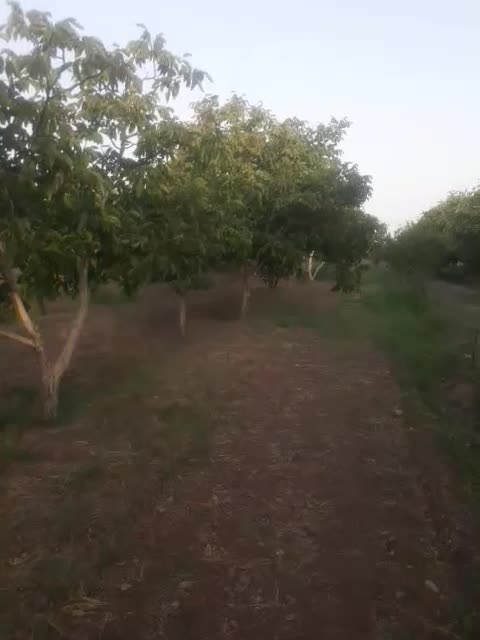 باغ|فروش دفتر صنعتی، کشاورزی، تجاری|اقبالیه, |دیوار