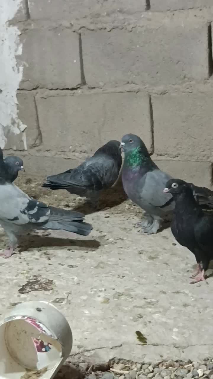 سبز اصیل قدیم نصل خان|پرنده|ریگان, |دیوار