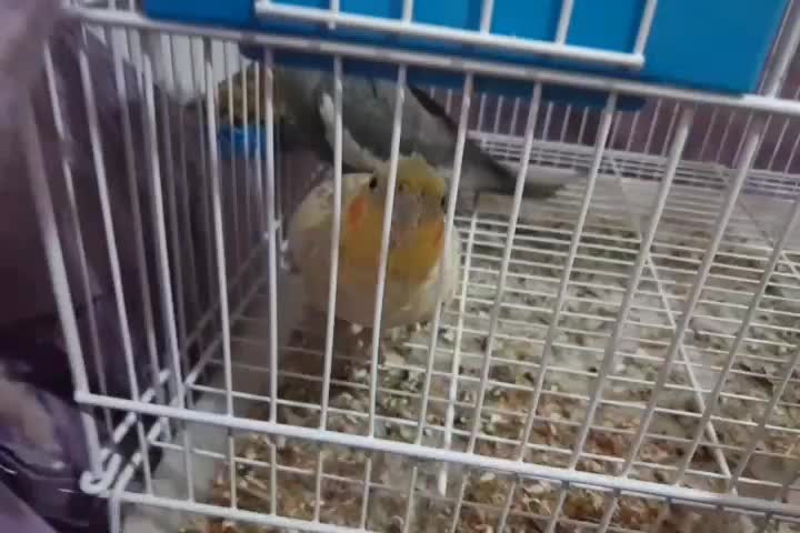 ۳۵۰۰۰۰۰۰۰|پرنده|هندیجان, |دیوار