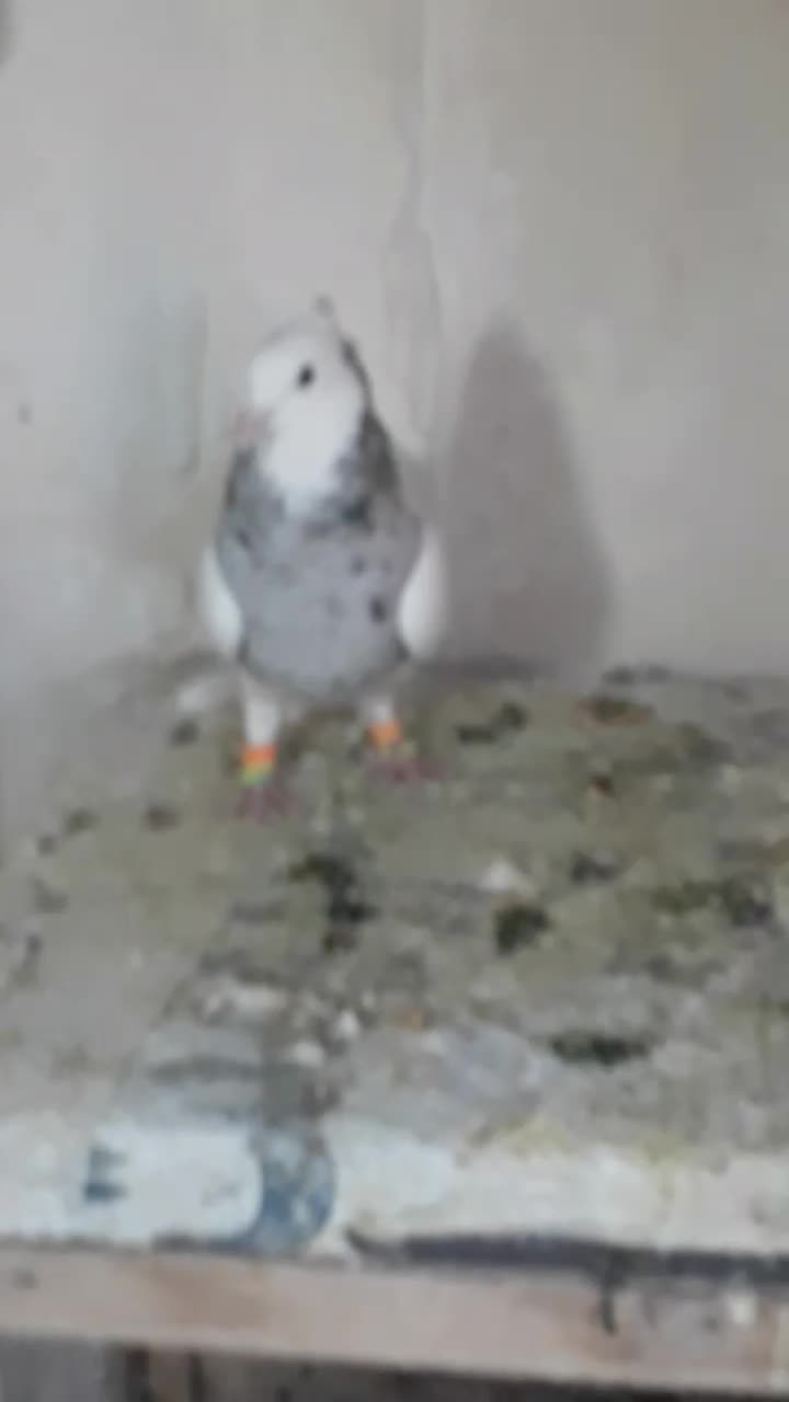 طوق الماسی گلدار|پرنده|فسا, |دیوار