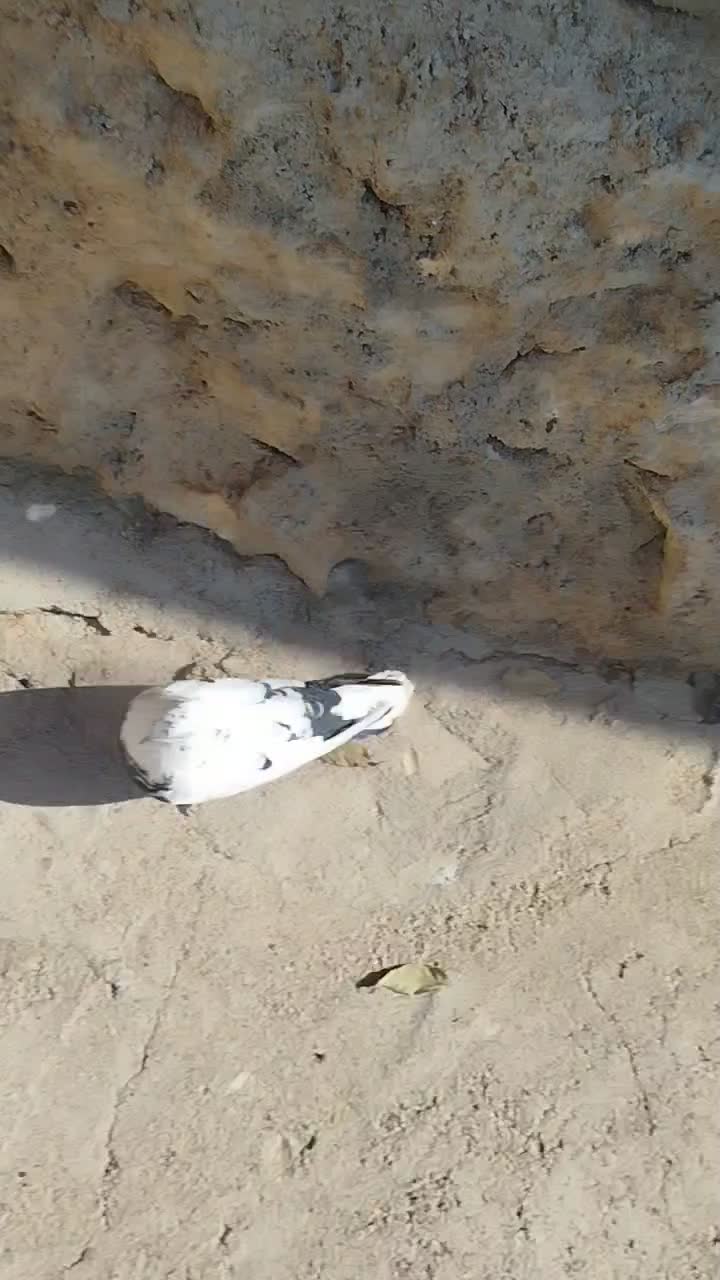 چینی بازی کن|پرنده|فارسان, |دیوار