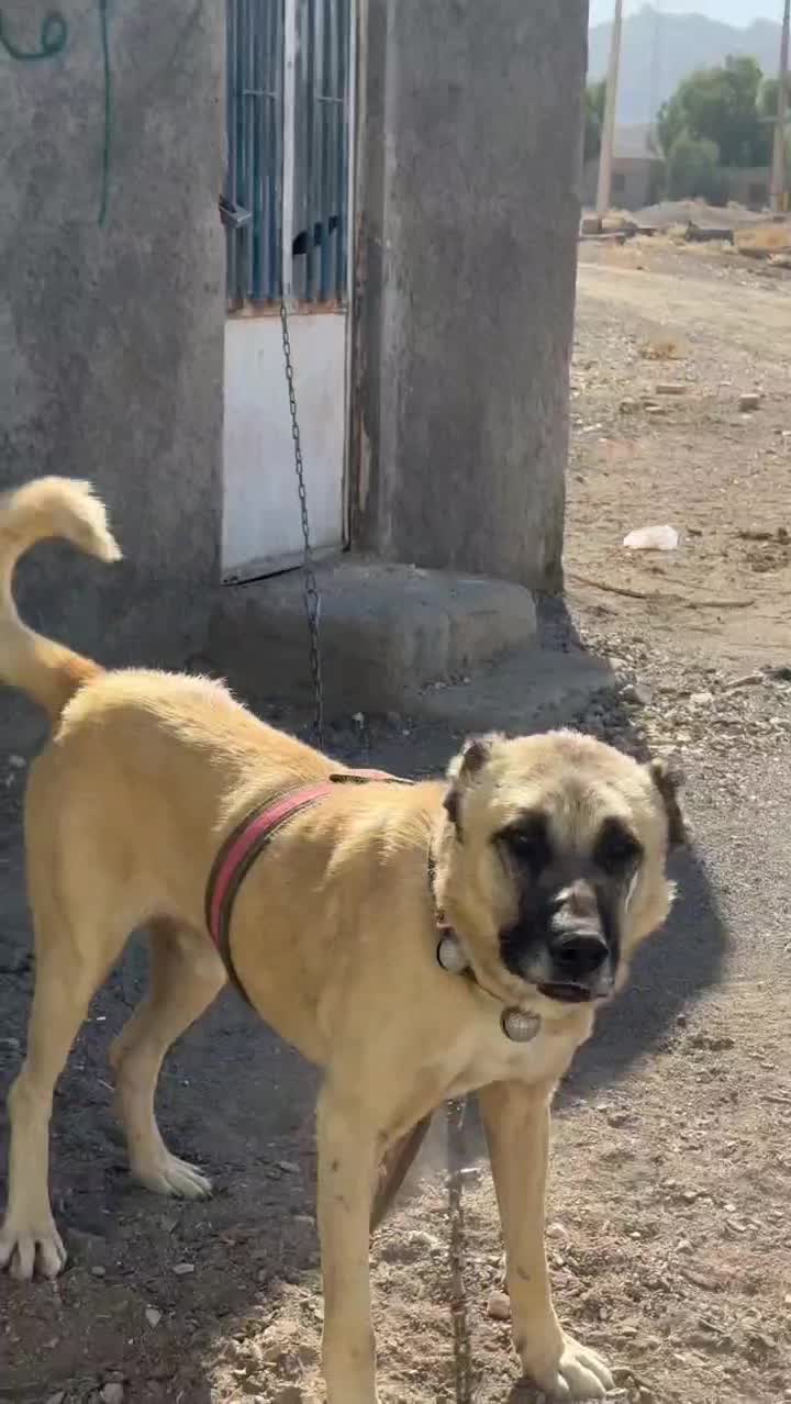 واگذاری سگ|سگ|قنوات, |دیوار