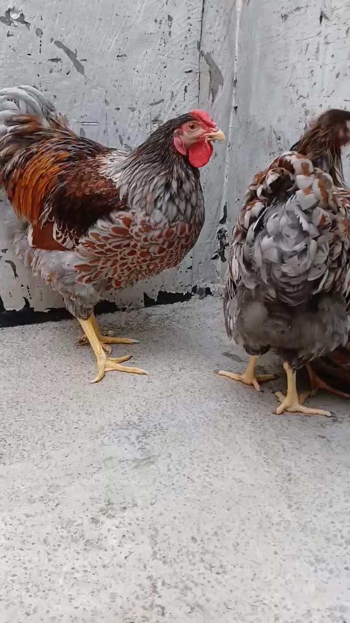 جوجه ویاندوت|حیوانات مزرعه|آمل, |دیوار