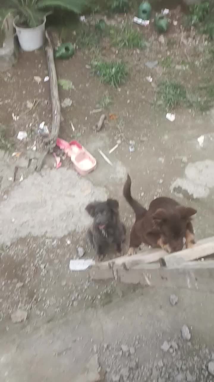 اشپیتز هاسکی|سگ|رشت, ولکس|دیوار