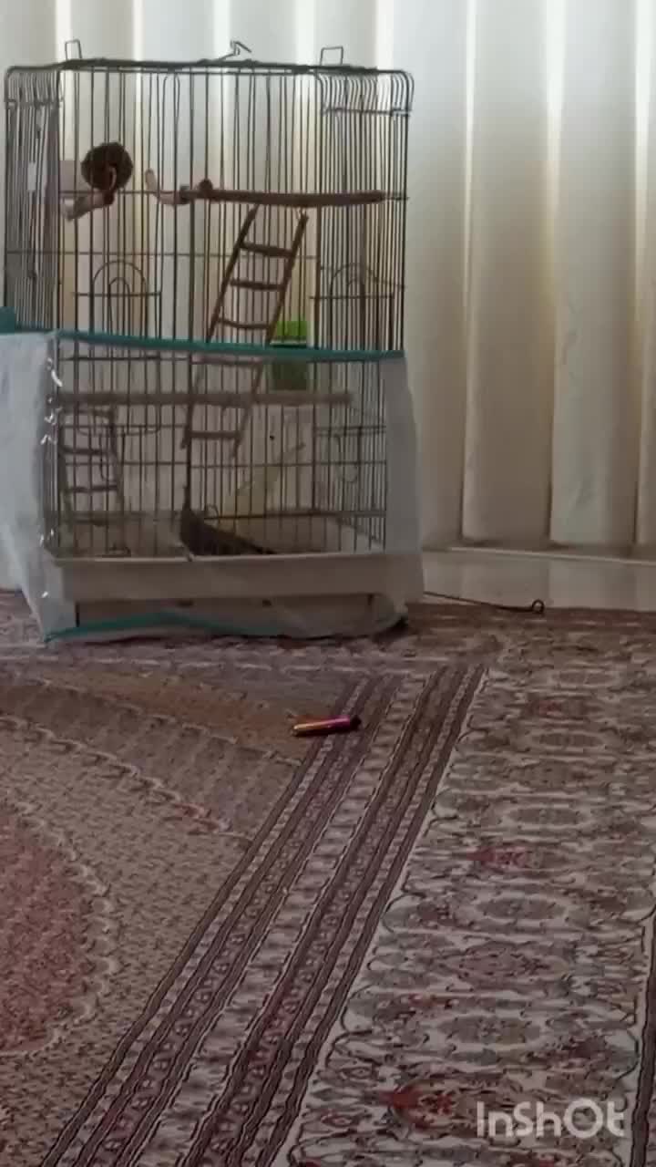 عروس سخنگو|پرنده|اردبیل, |دیوار