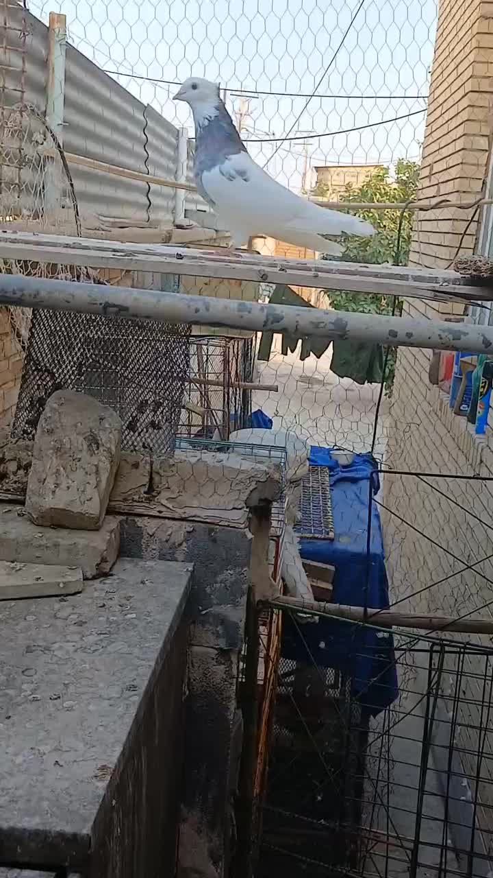 کفتر یا کبوتر طوقی معاوضه با عروس هلندی|پرنده|بافق, |دیوار