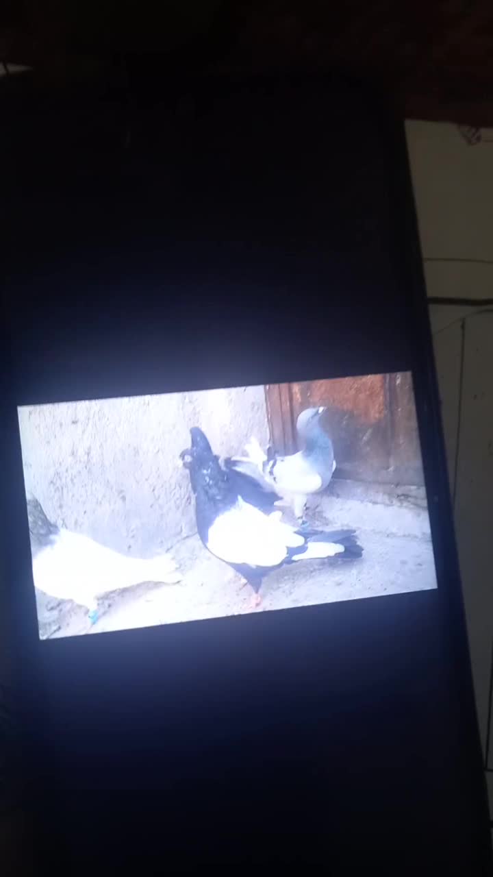 کفتر کبوتر یهودی سبز|پرنده|مشهد, هفده شهریور|دیوار