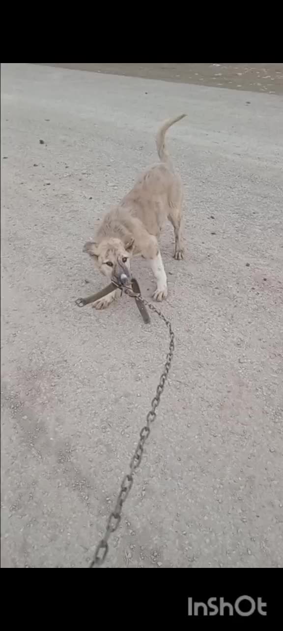 سگ پژدر|سگ|شیروان (خراسان), |دیوار