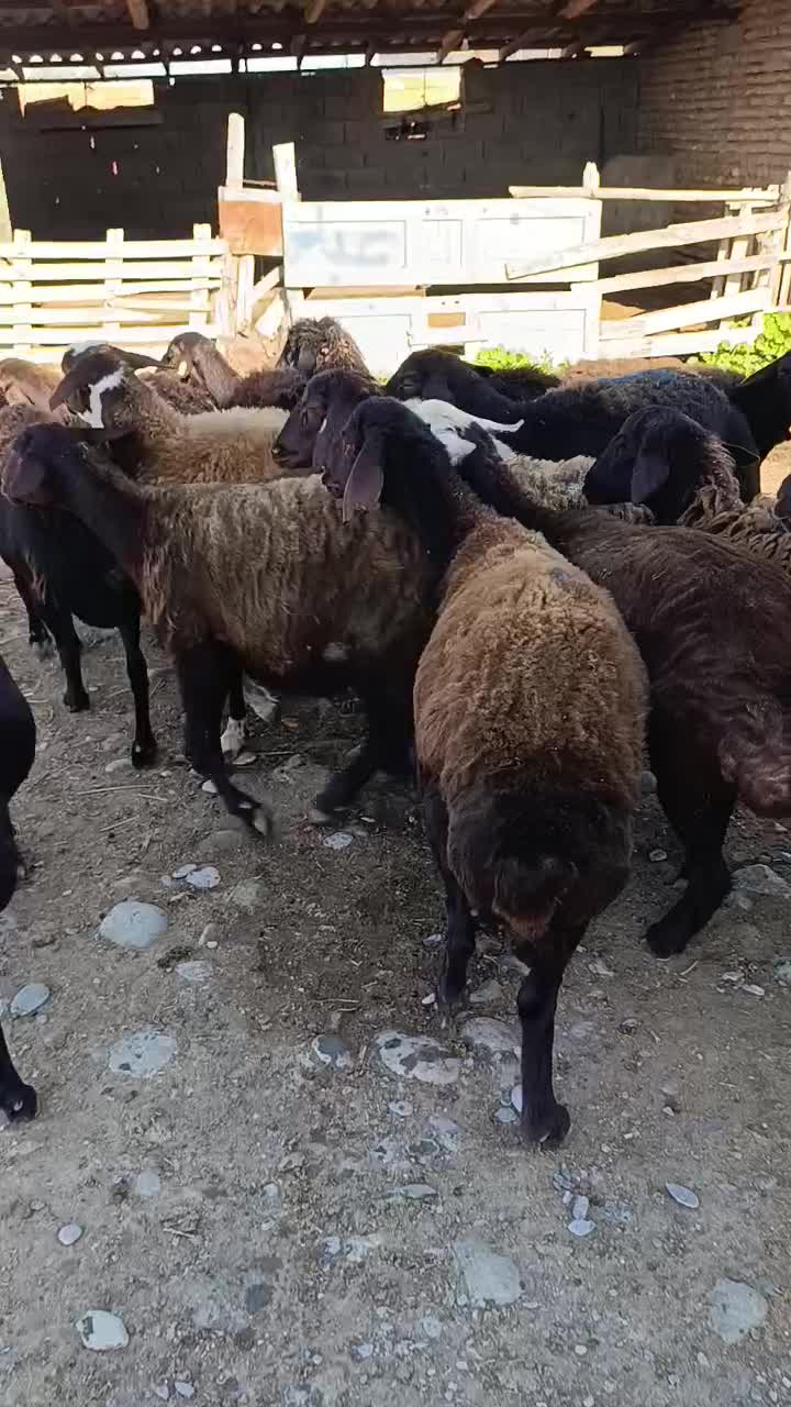 16راس گوسفند سونوگرافی شده ابستن|حیوانات مزرعه|سیمین شهر, |دیوار