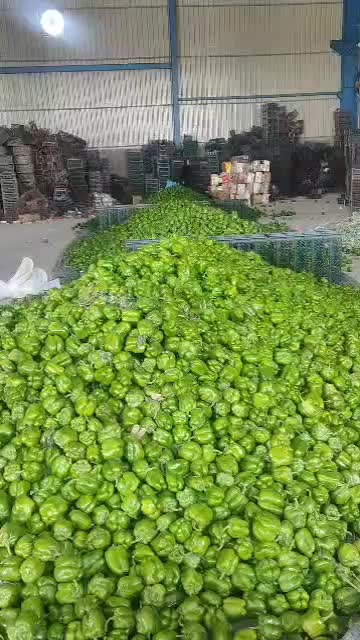 کارگرساده خانم|استخدام صنعتی، فنی، مهندسی|شیراز, ده پیاله|دیوار