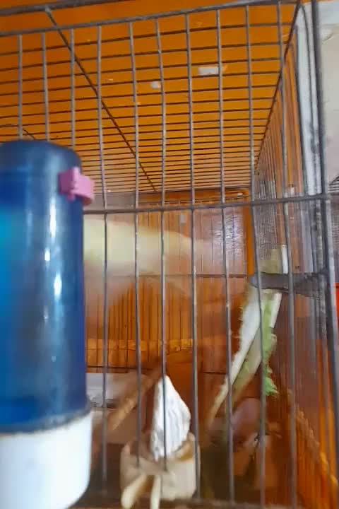 قناری نروماده ۲جفت مست مولود|پرنده|اهر, |دیوار