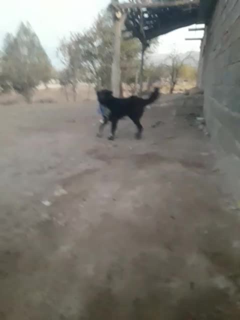 سگ قدریجانی|سگ|لردگان, |دیوار