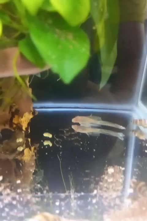 پلکو لنجنخوار کفخوار آلبینو سوپر باله|ماهی|پرند, فاز ۶|دیوار