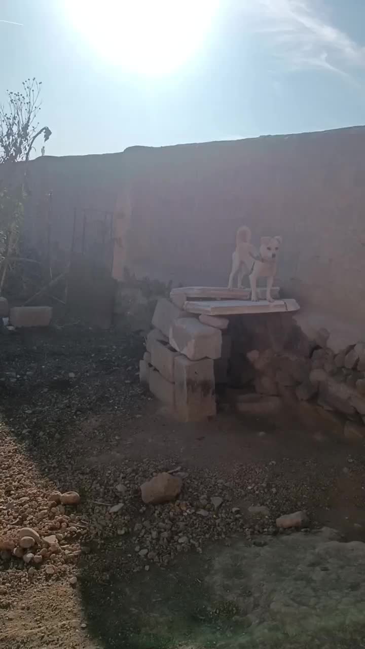 سگ پاکوتا|سگ|نمین, |دیوار