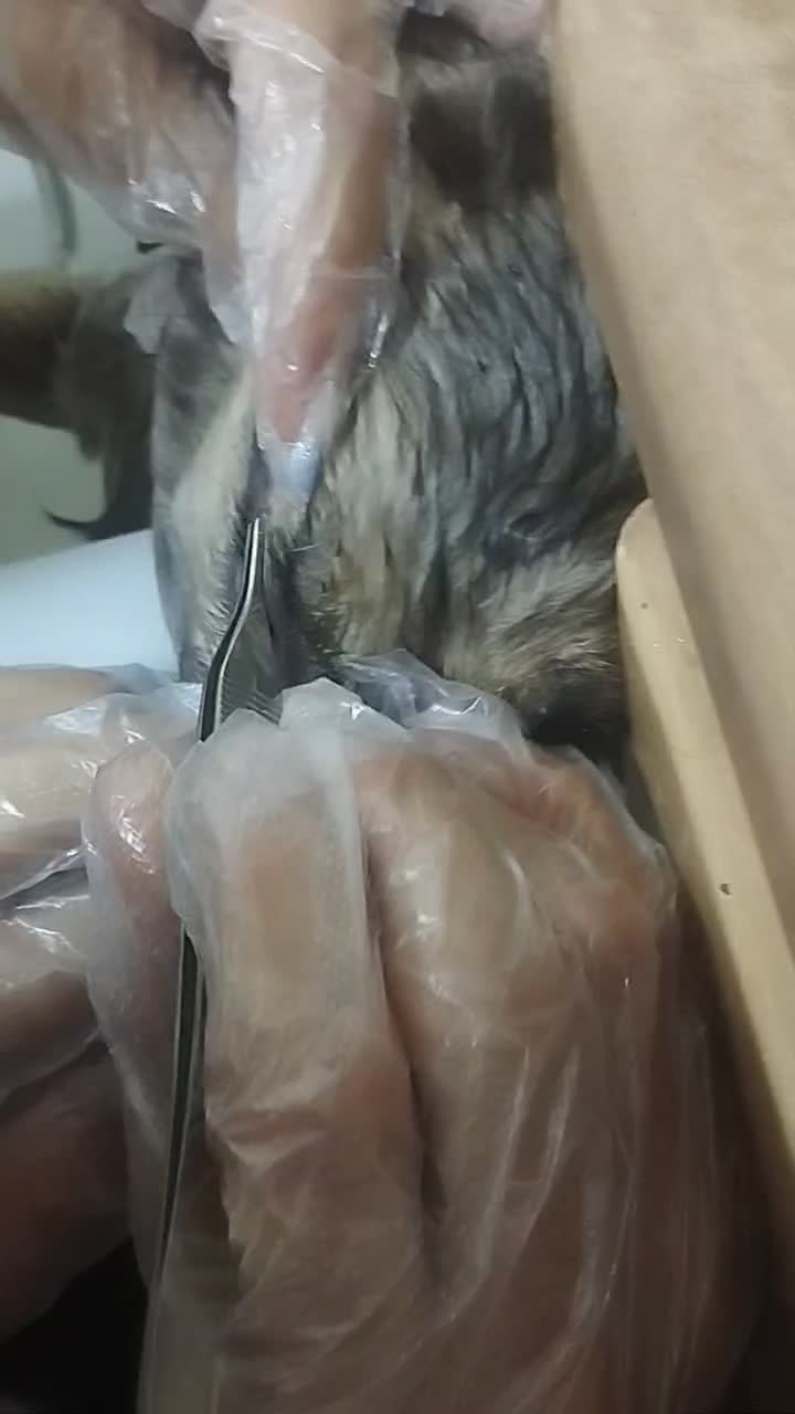 مرکز دامپزشکی بیربیر|خدمات آرایشگری و زیبایی|ارومیه, |دیوار