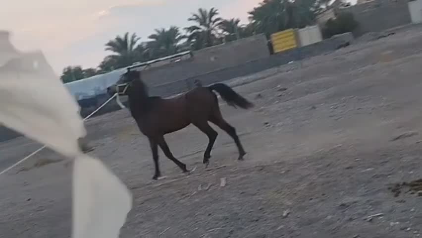 قرعه کشی اسب|اسب و تجهیزات اسب‌سواری|بم, |دیوار