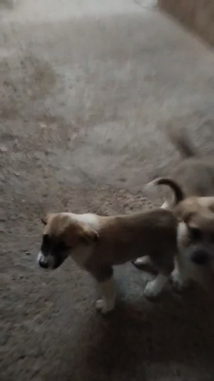 پژدر درجه یک اصل و نسب دار|سگ|قزوین, |دیوار