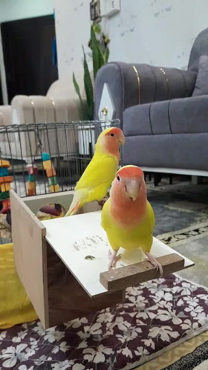 کوتوله  برزیلی|پرنده|فولادشهر, مسکن مهر فولادشهر|دیوار