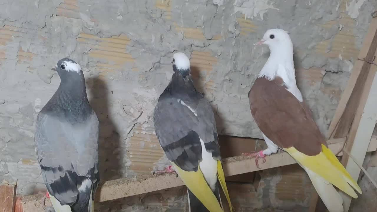 کبوتر پرشی|پرنده|رشت, کوی فکوری|دیوار